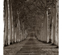 Картина в раме Charlie Waite Sepia