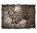 Картина в раме Jamie Thom Safari